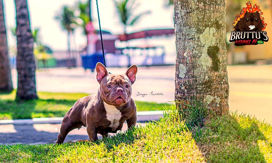 CANIL BRUTTUS KENNELL PJ