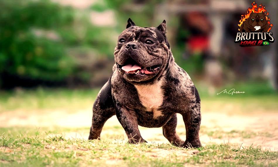 CANIL BRUTTUS KENNELL PJ