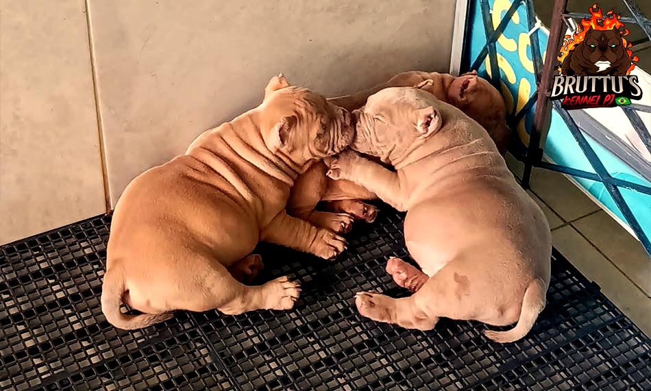 CANIL BRUTTUS KENNELL PJ