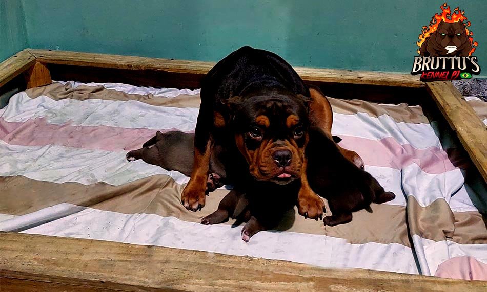 CANIL BRUTTUS KENNELL PJ