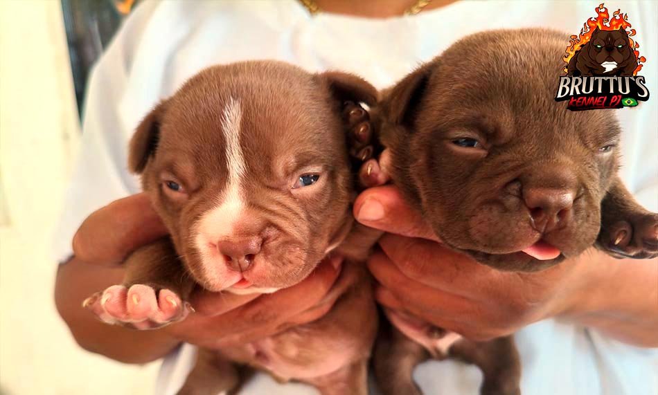 CANIL BRUTTUS KENNELL PJ