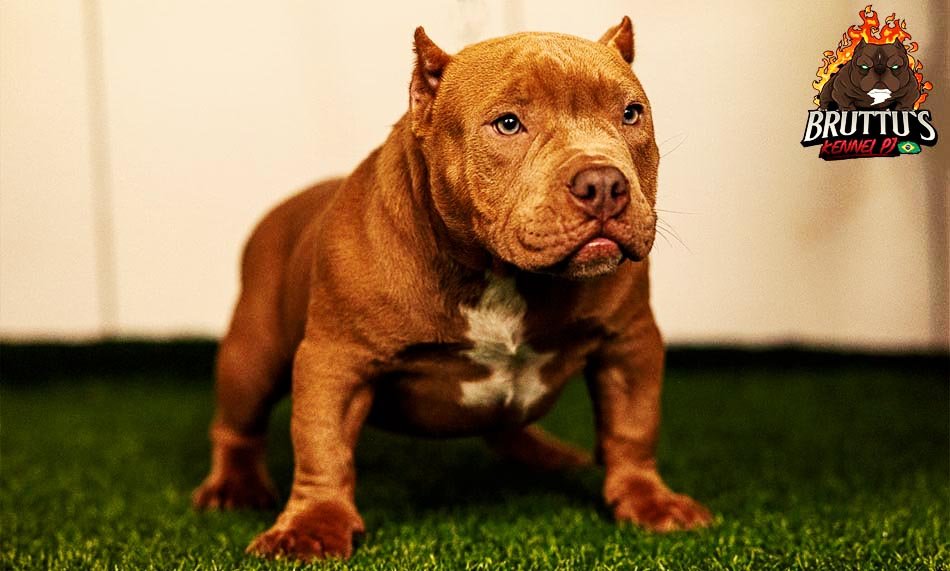 CANIL BRUTTUS KENNELL PJ