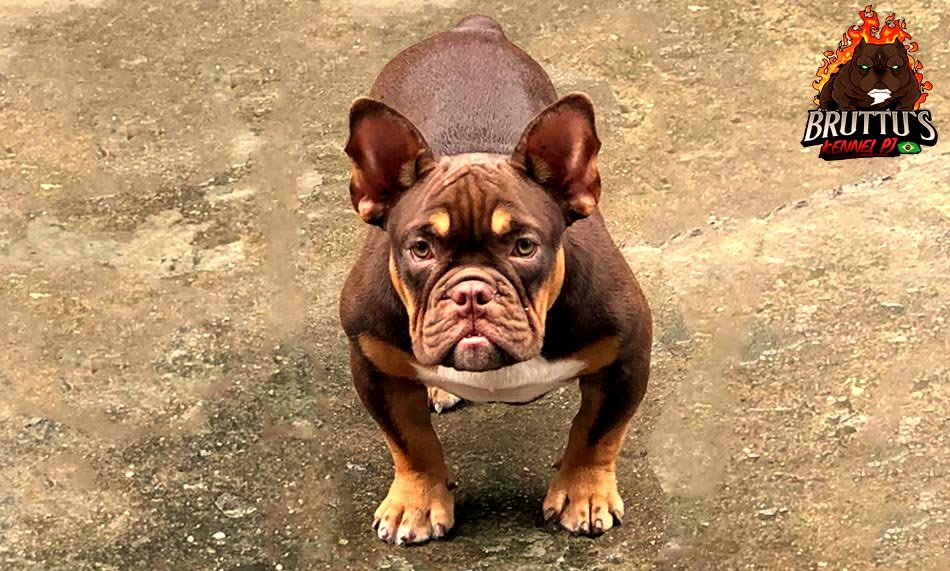 CANIL BRUTTUS KENNELL PJ