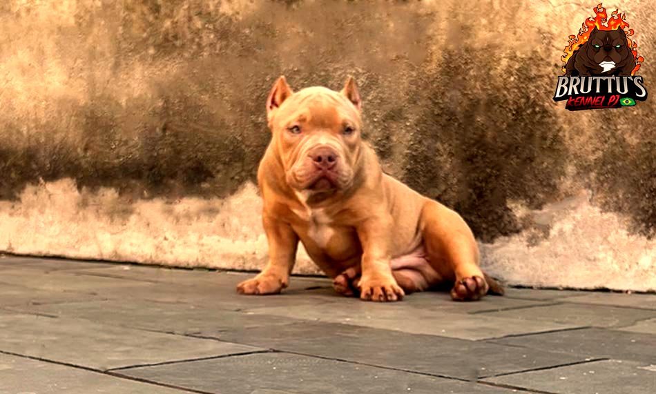 CANIL BRUTTUS KENNELL PJ