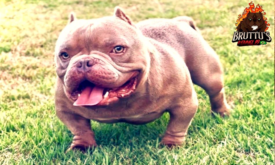 CANIL BRUTTUS KENNELL PJ