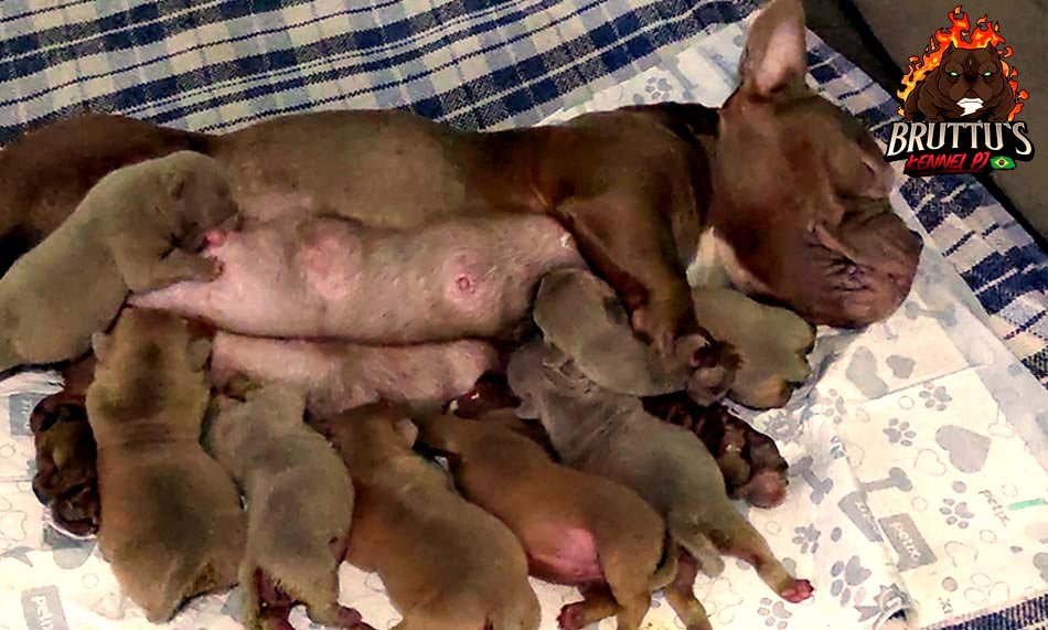 CANIL BRUTTUS KENNELL PJ