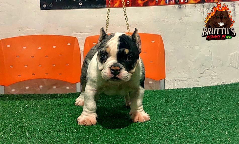 CANIL BRUTTUS KENNELL PJ