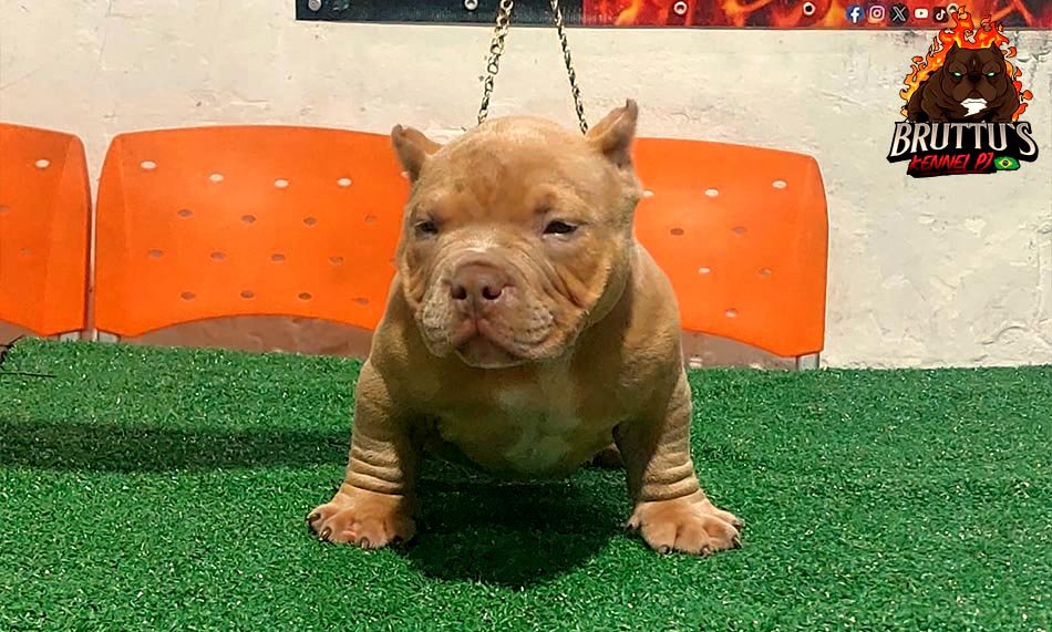 CANIL BRUTTUS KENNELL PJ