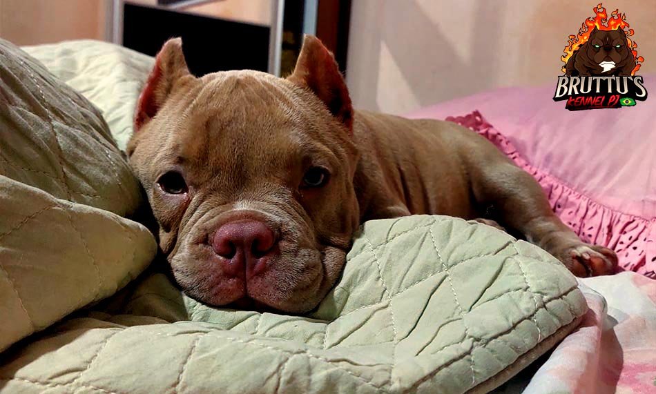 CANIL BRUTTUS KENNELL PJ