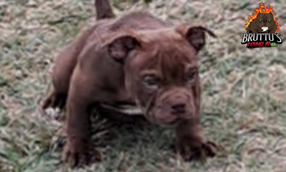 CANIL BRUTTUS KENNELL PJ